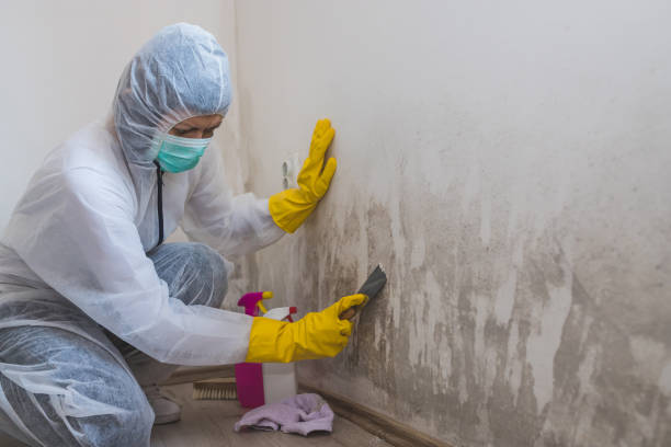 Trusted El Reno, OK Mold Removal Experts