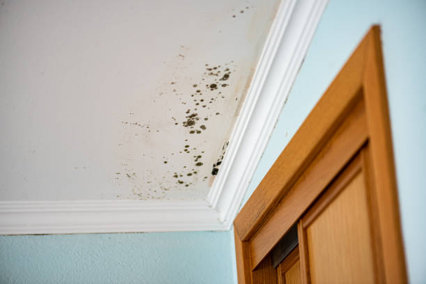 Home Mold Removal in El Reno, OK