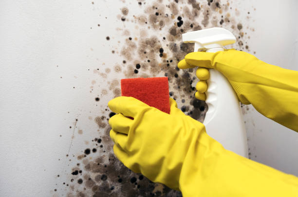 Best Affordable Mold Removal  in El Reno, OK