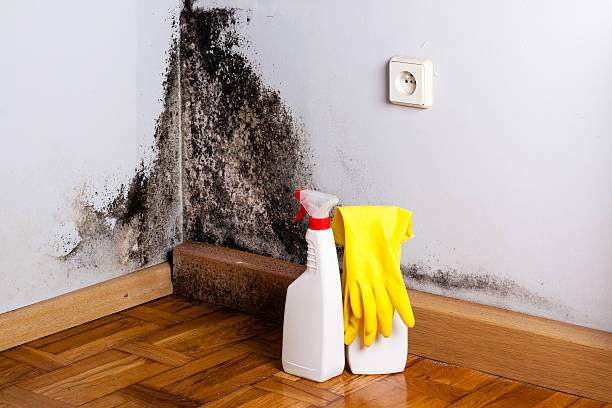 Best Mold Cleaning Services  in El Reno, OK