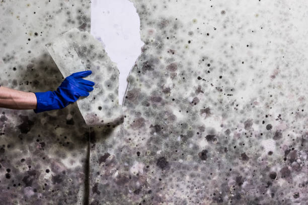 Best Best Mold Removal Companies  in El Reno, OK
