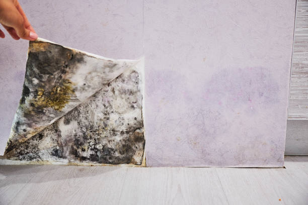 Best Best Mold Removal Companies  in El Reno, OK